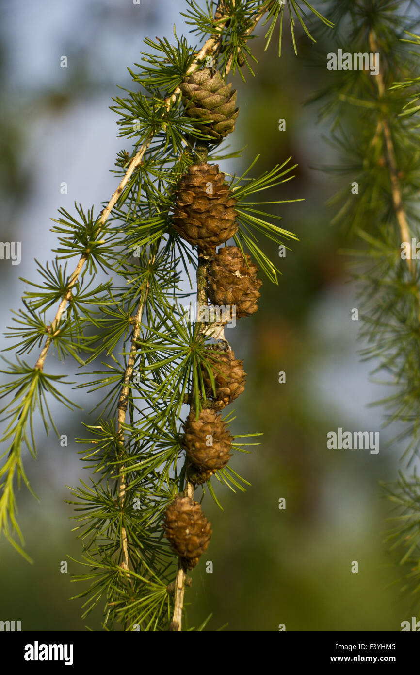 European larch Stock Photo