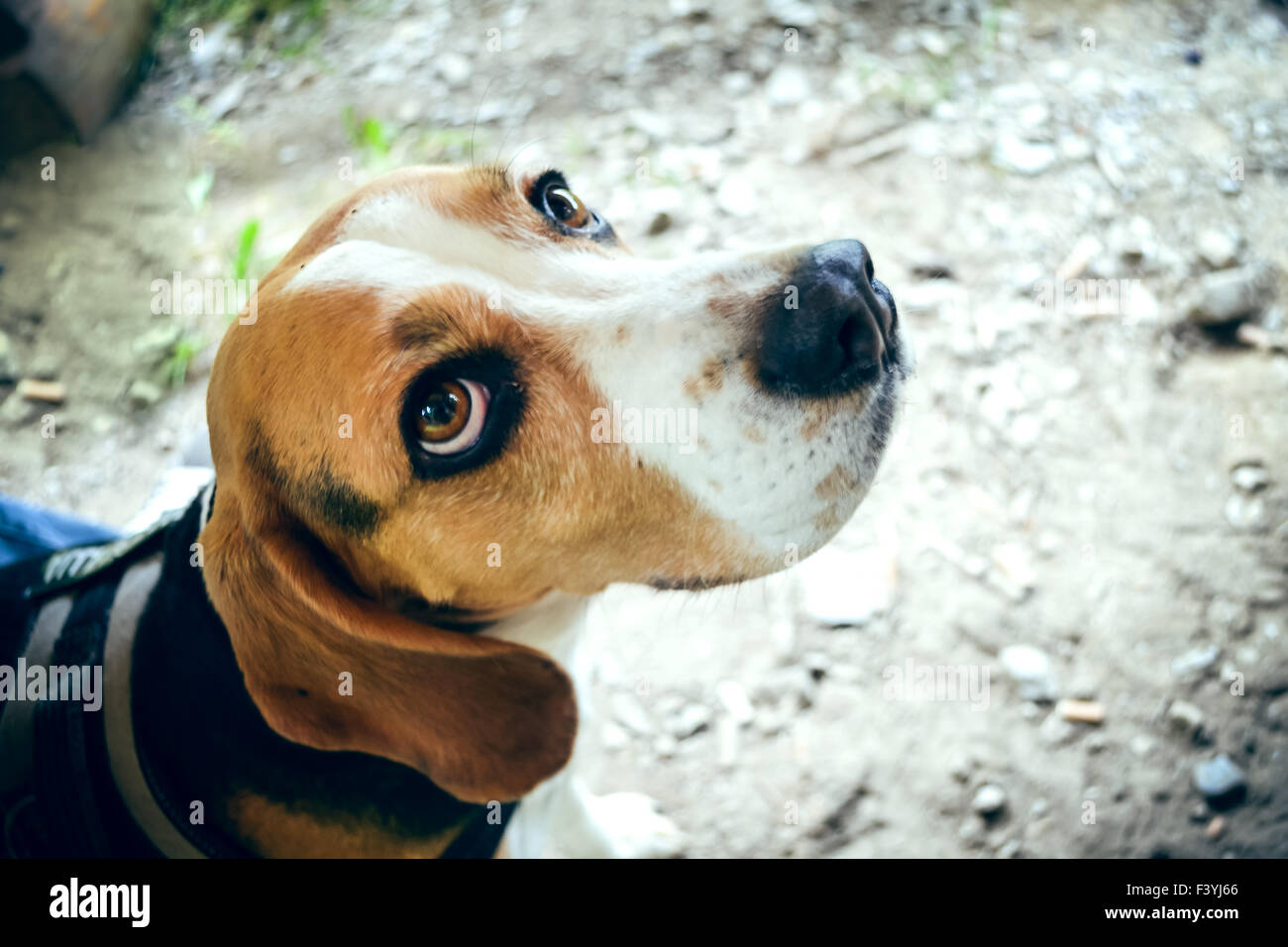 Beagle puppy dog eyes Stock Photo