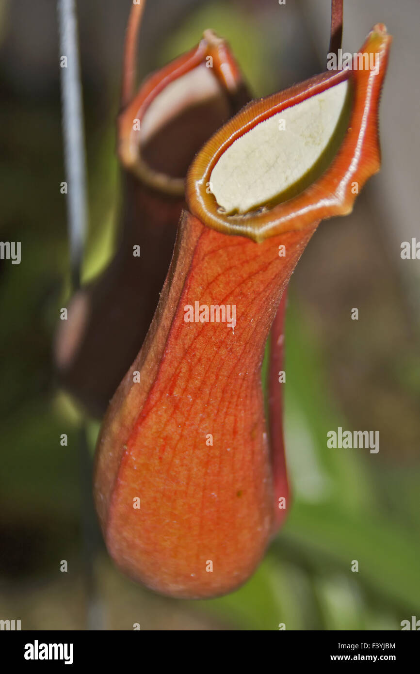 Pitcher plants - Nepenthes Stock Photo - Alamy