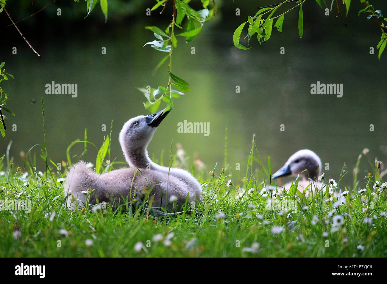young swans Stock Photo