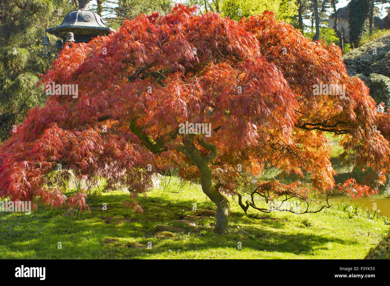 Gelbe Flagge Pflanze Hi res Stock Photography And Images Alamy