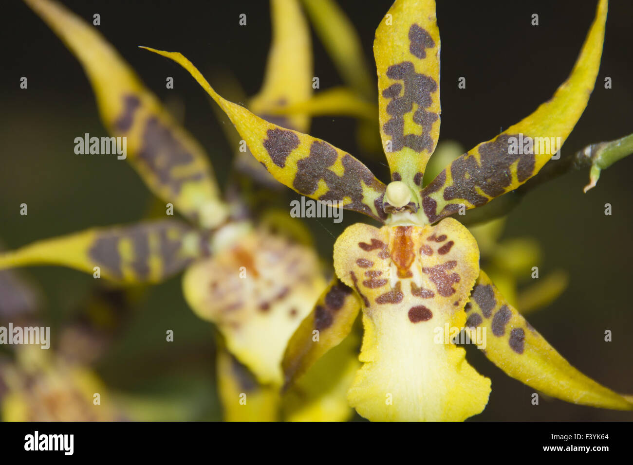 ORCHID