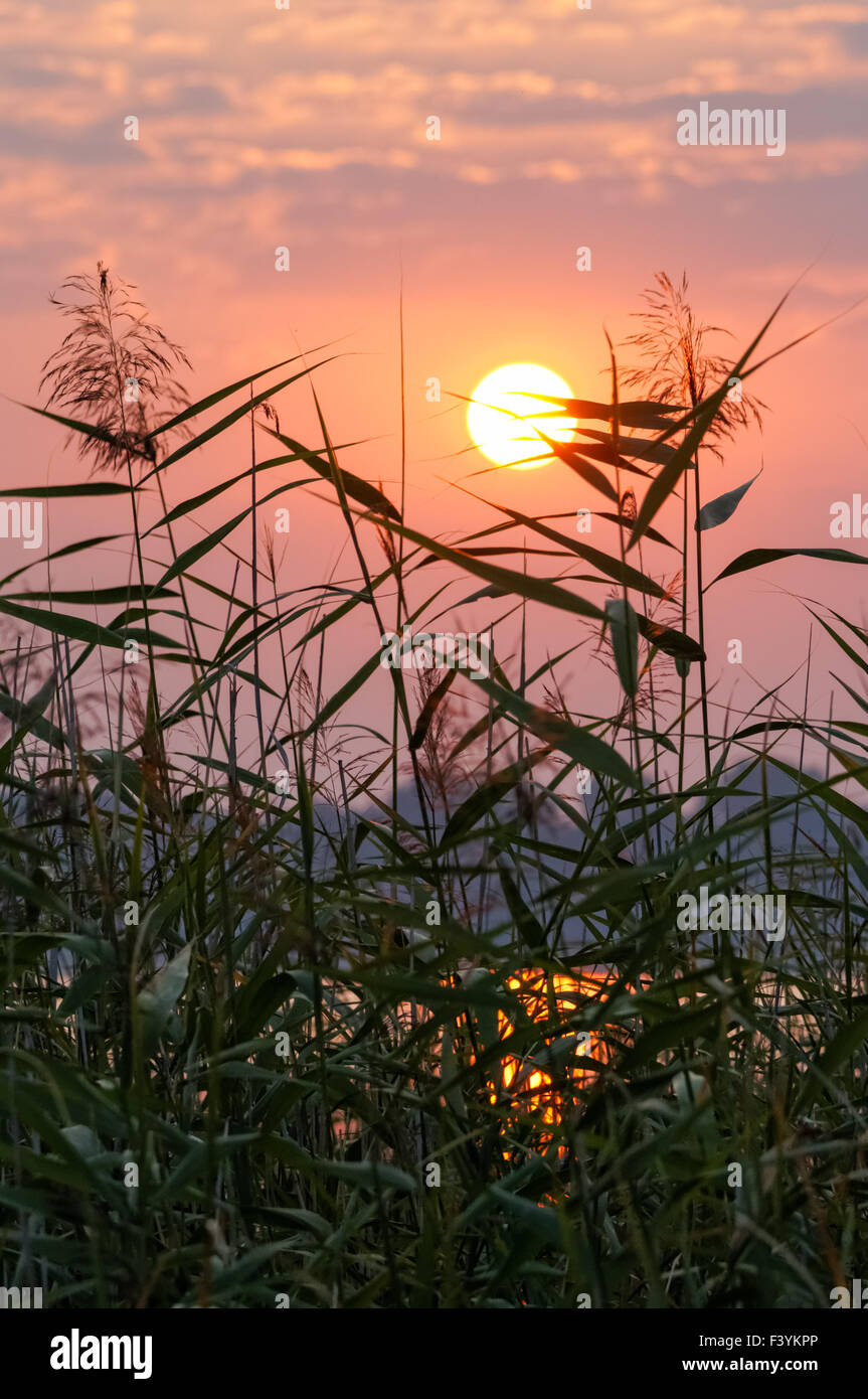 Pink sunrise over the lake and reeds Stock Photo