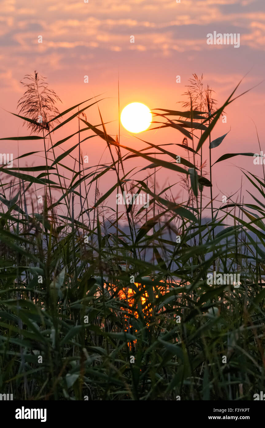 Pink sunrise over the lake and reeds Stock Photo