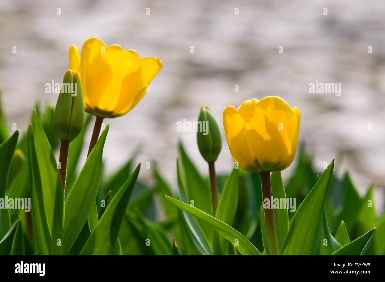 Close view of two yellow tulips Stock Photo - Alamy