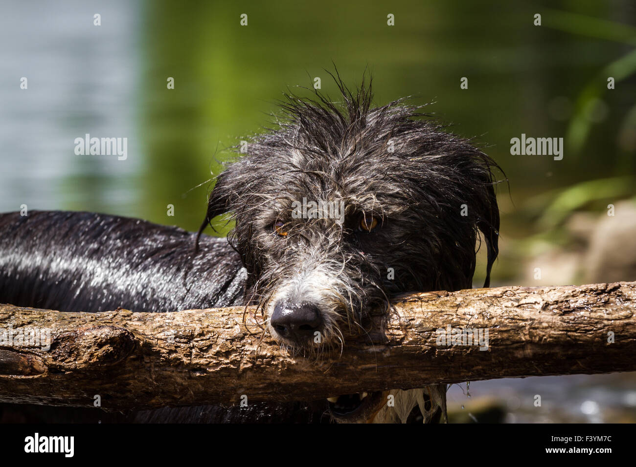 Bring sticks Stock Photo