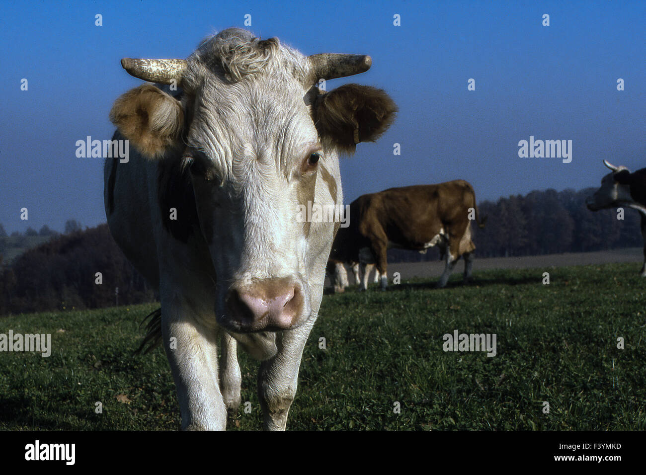 cow to be grazing Stock Photo