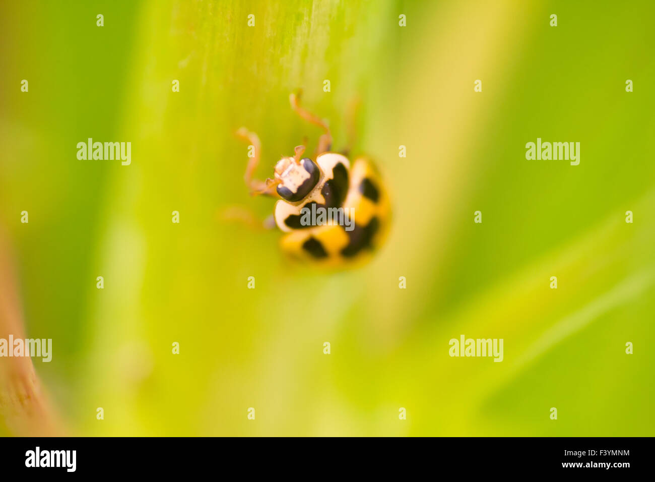 Yellow Ladybug summer the macro Stock Photo Alamy