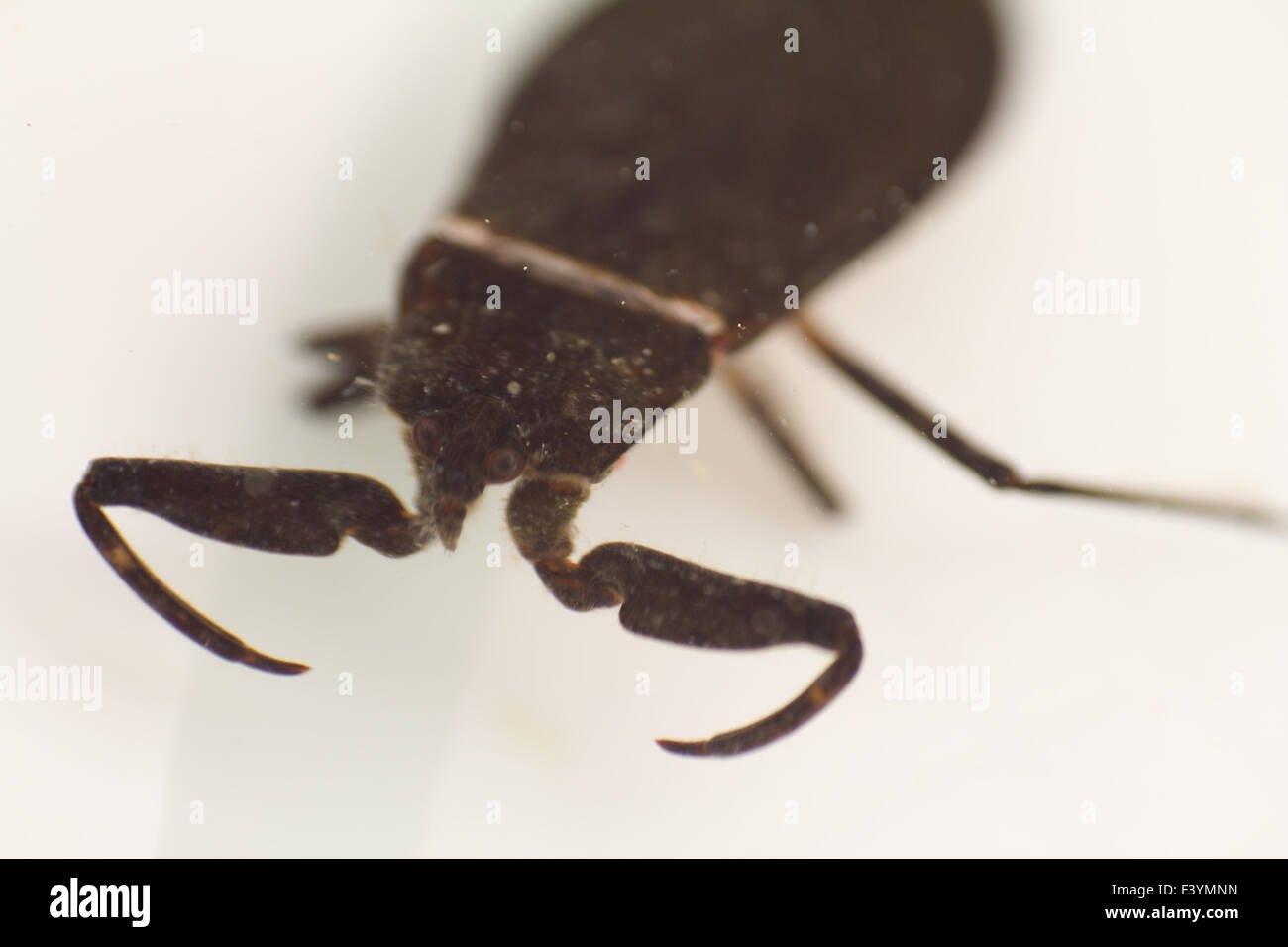 Nepa cinerea water scorpion on a background Stock Photo