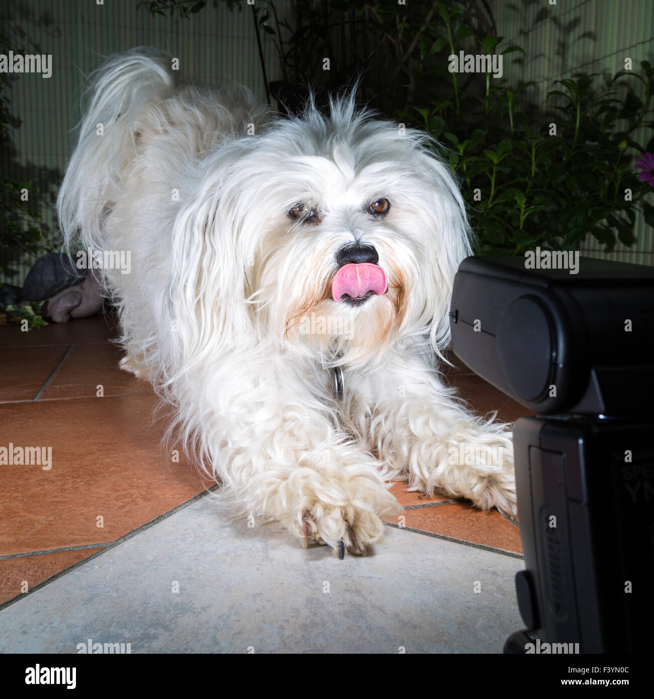 The dog and the flash Stock Photo Alamy