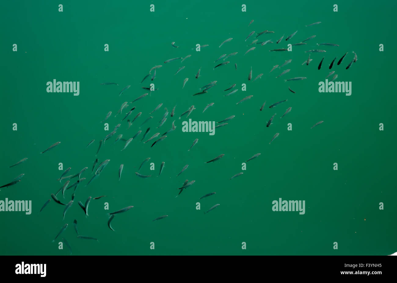 School Of Fish Stock Photo Alamy