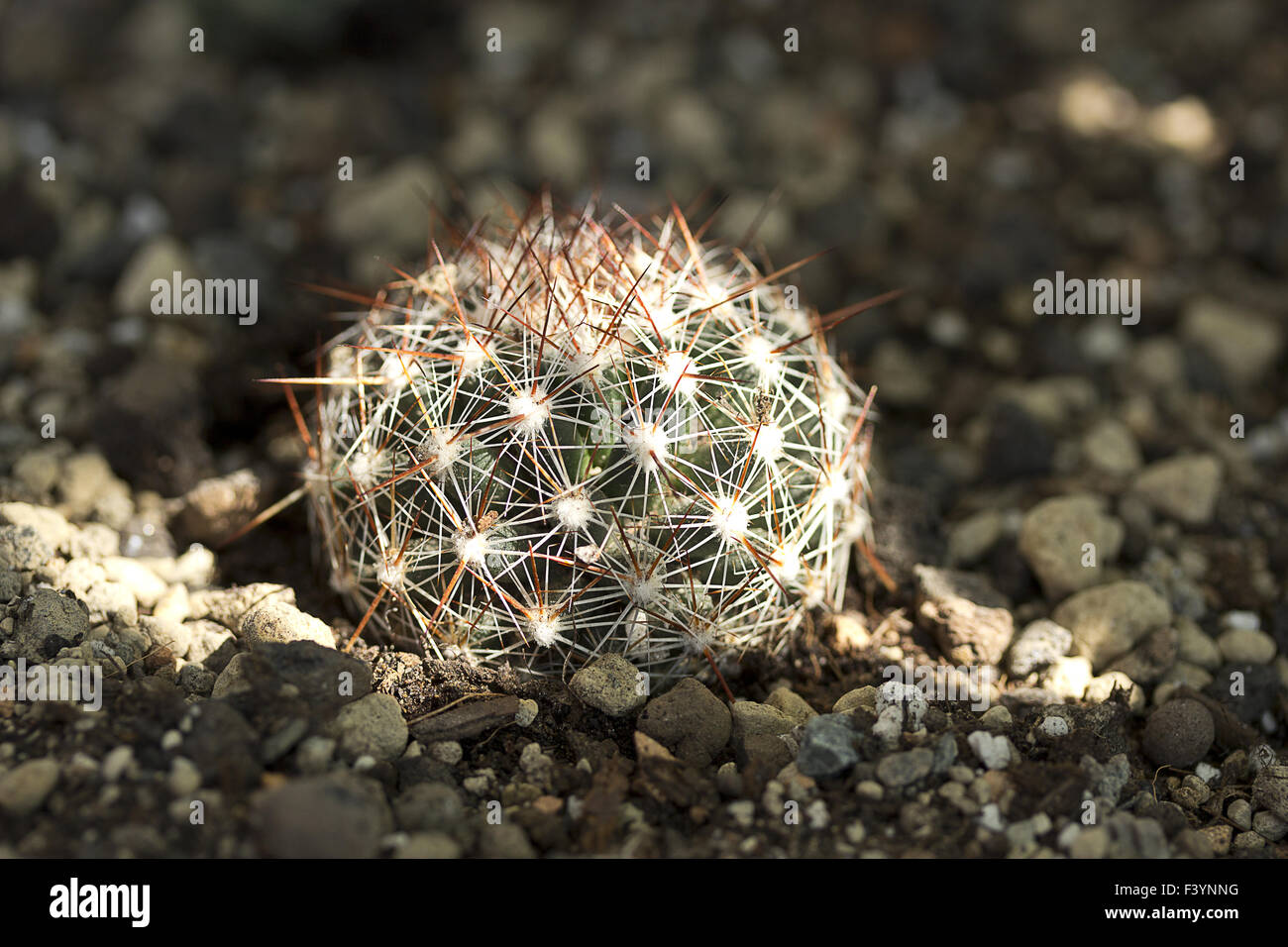 hardy cactus Stock Photo