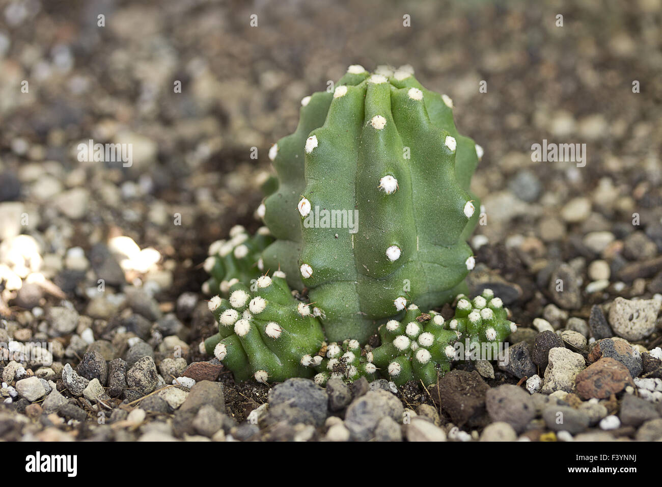 hardy cactus Stock Photo