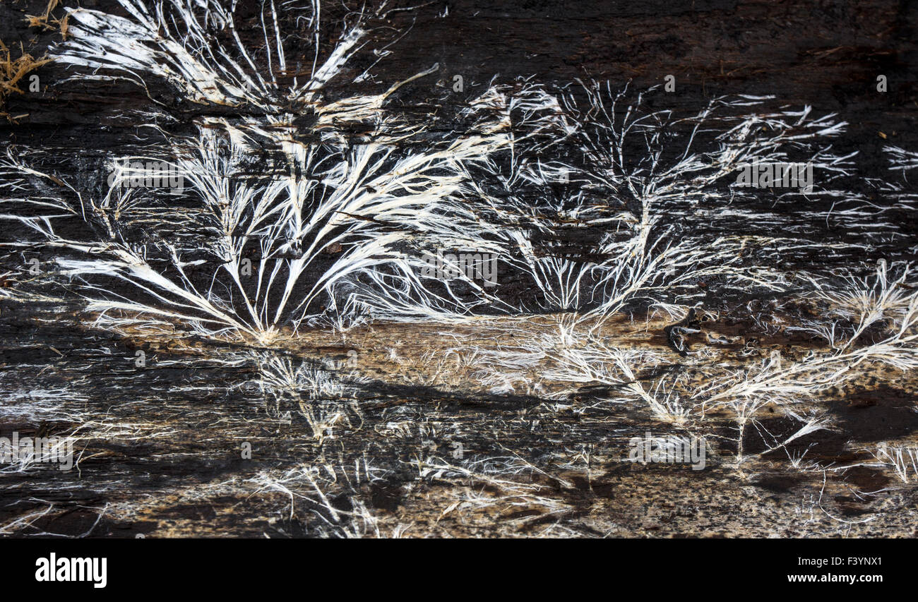Patterns formed by mycelium fungus on the inside of tree bark peeled away from a firewood round. Stock Photo