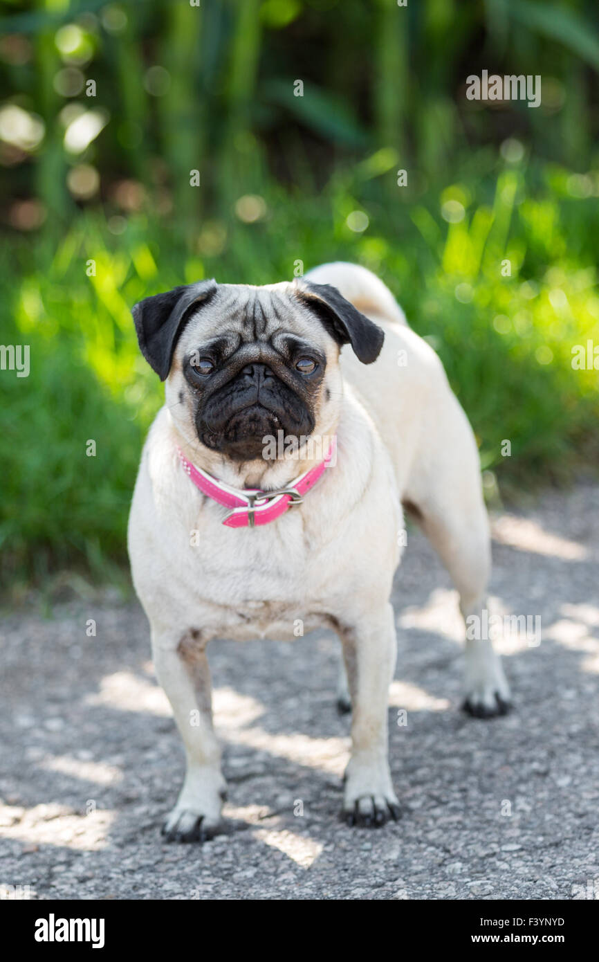 Pug with pink collar Stock Photo
