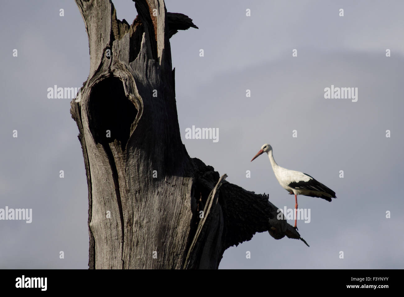 stork Stock Photo
