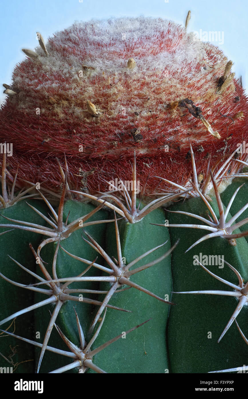 Cephalium of a melocactus Stock Photo