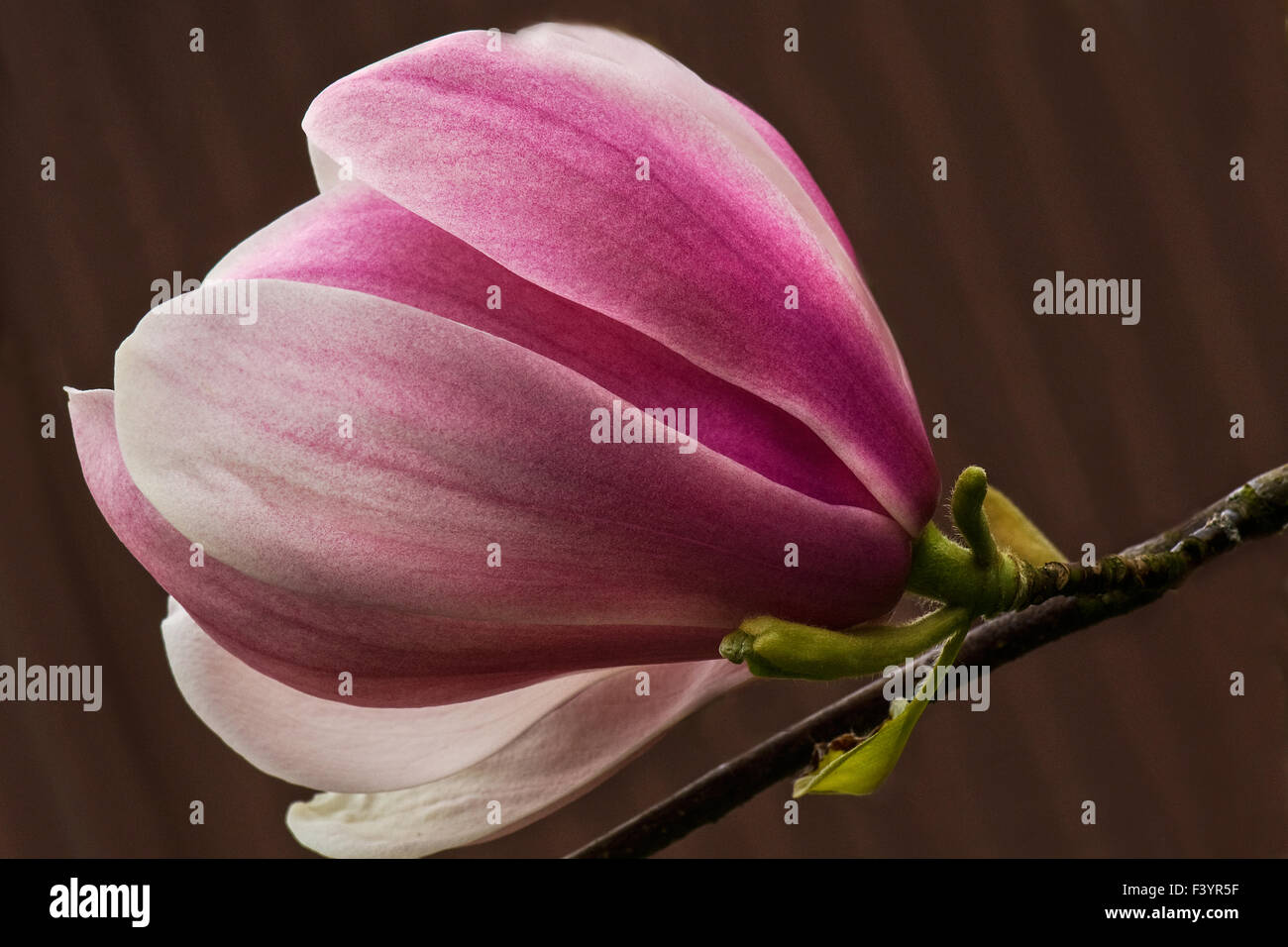 magnolia Stock Photo