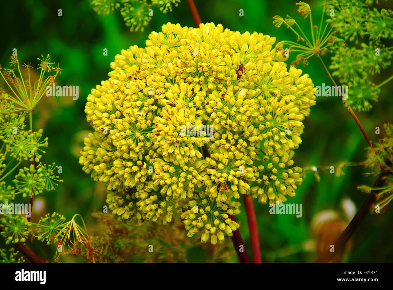 Alliaceous Stock Photo