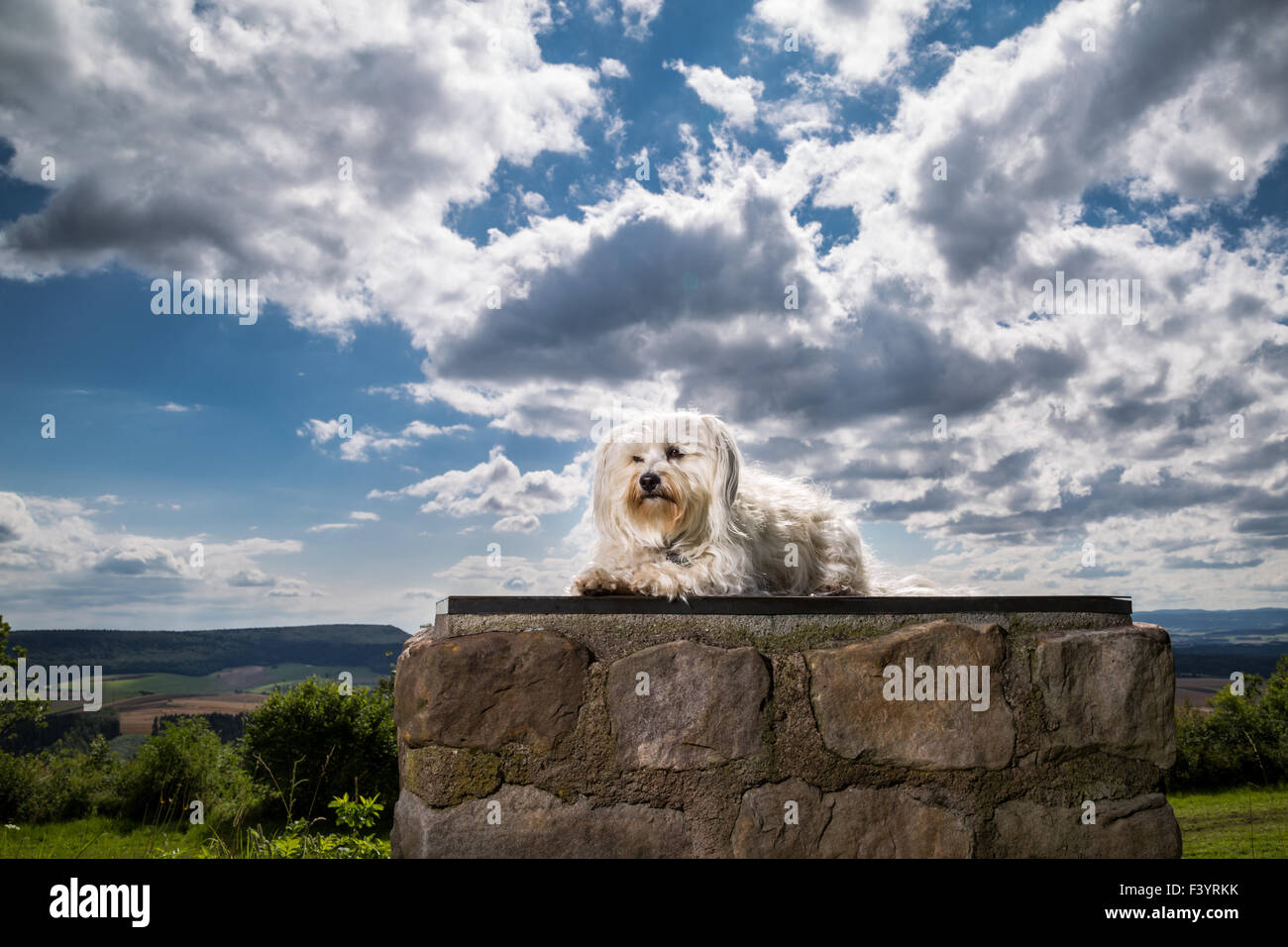 Dog on a pedestal Stock Photo