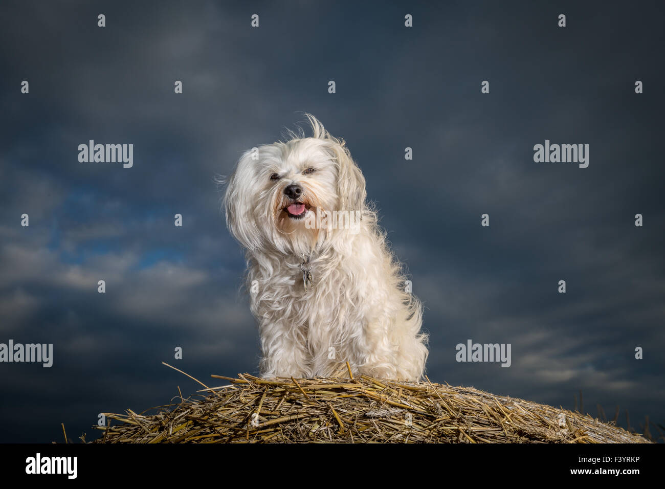 Dog on a straw bale Stock Photo