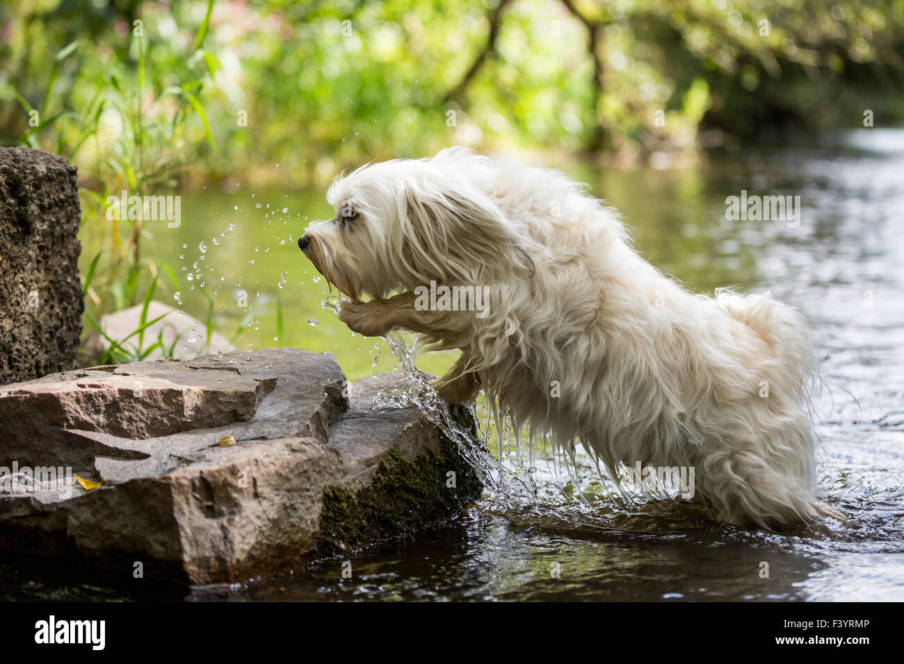 Dog jumps out of the water Stock Photo