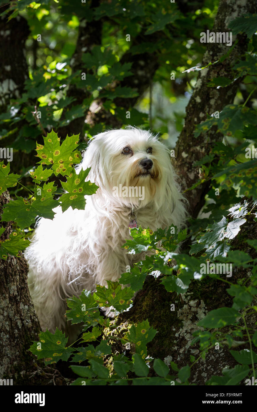 Dog in the tree Stock Photo - Alamy
