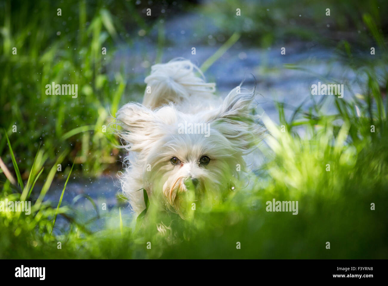 Havanese comes storming Stock Photo