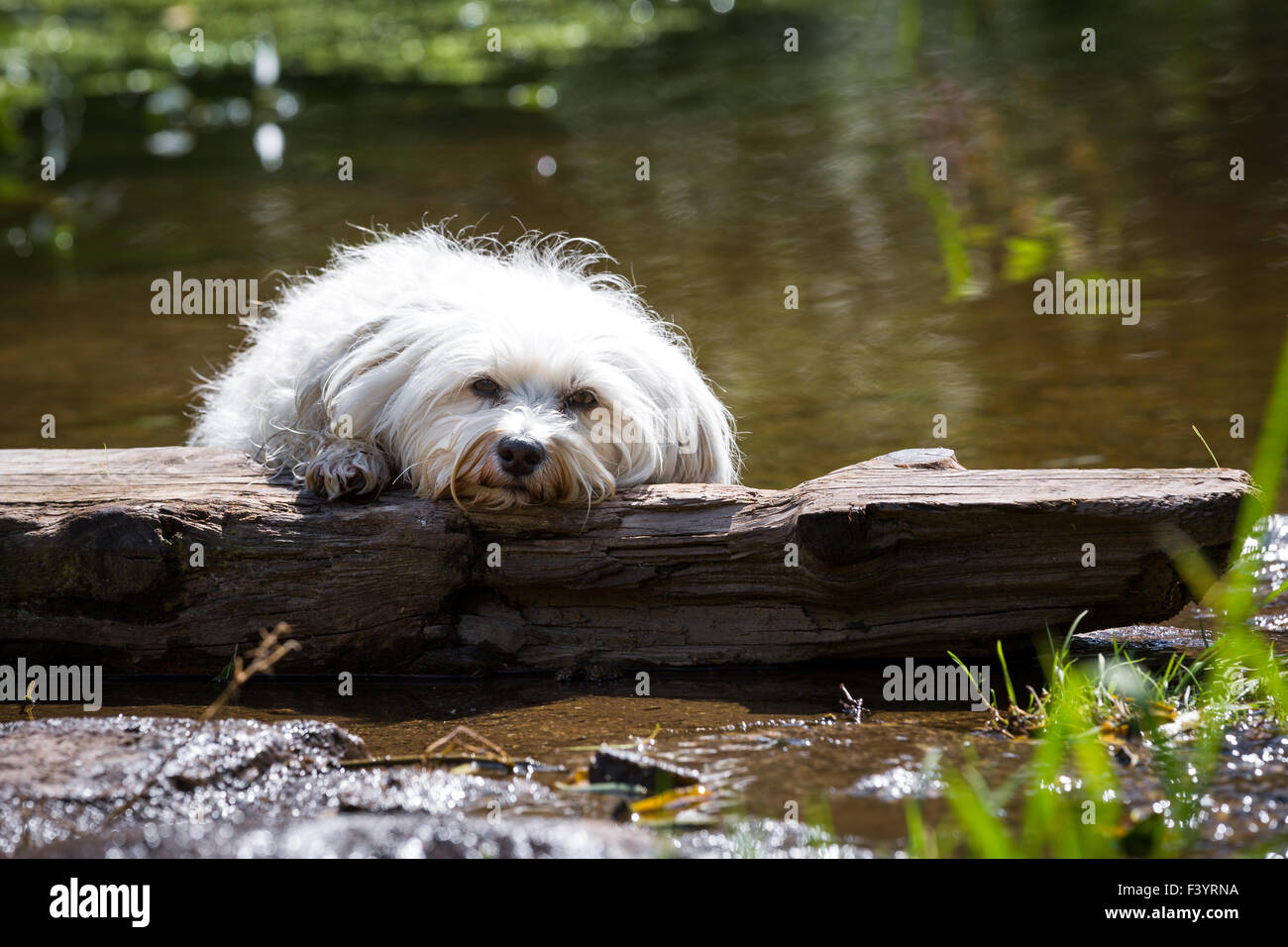Dog in distress Stock Photo