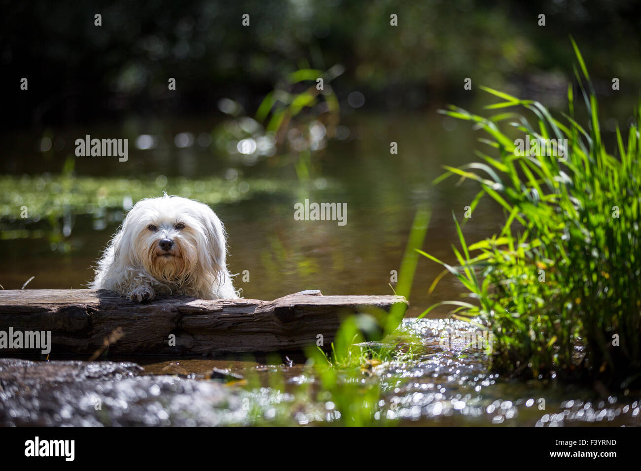 Dog on a lake Stock Photo
