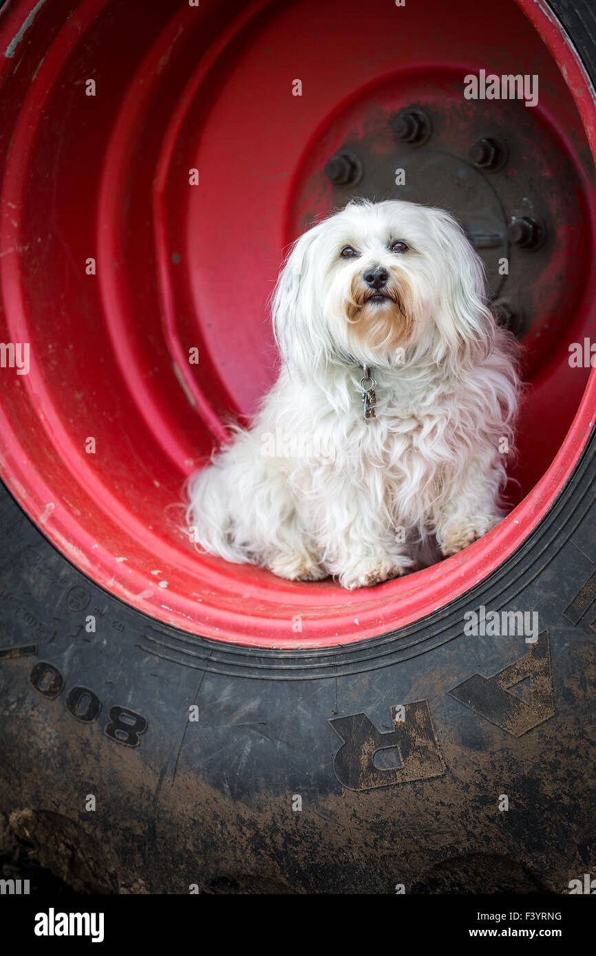 A Havanese sits in the wheel Stock Photo