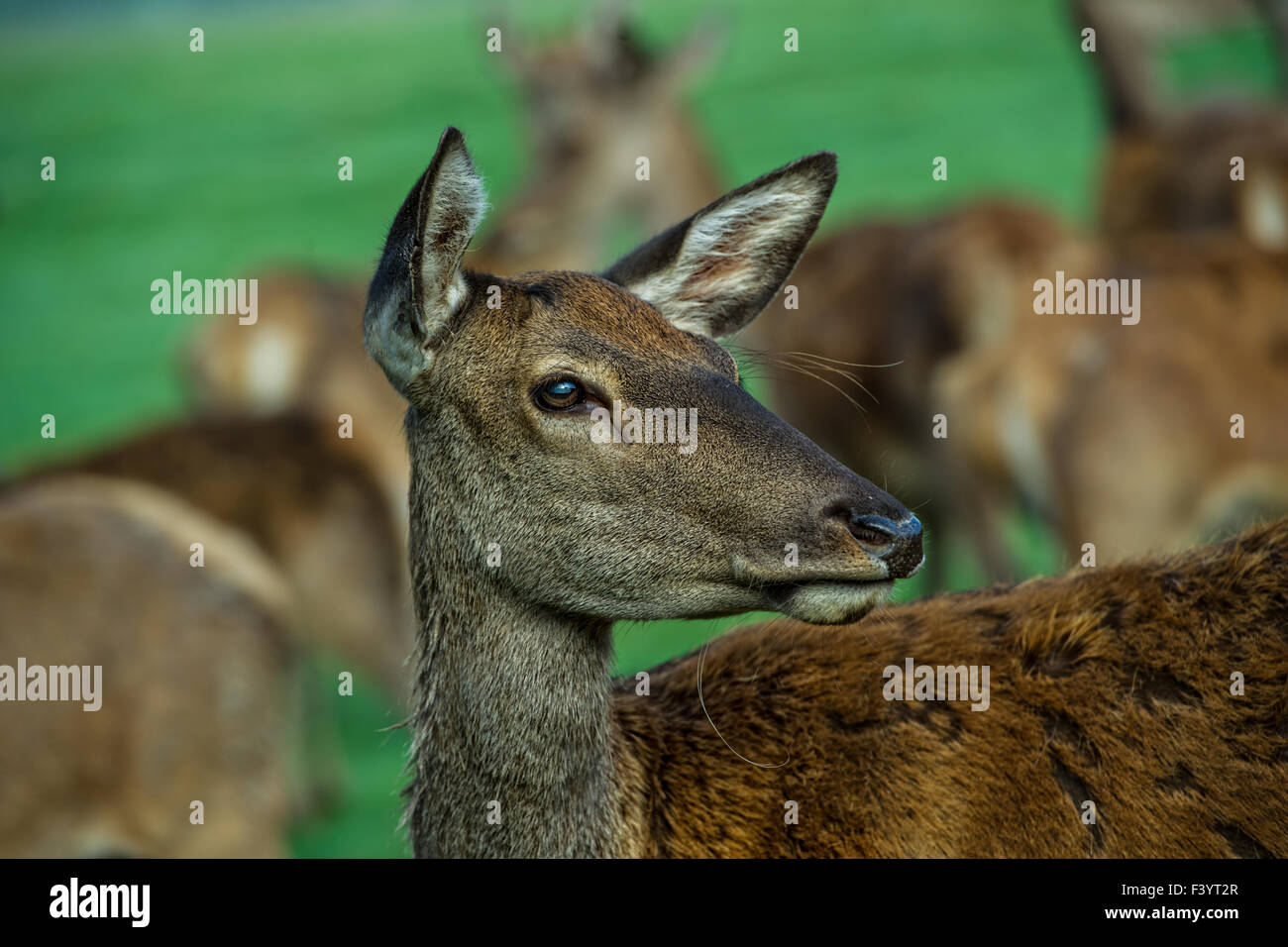 fallow deer Stock Photo