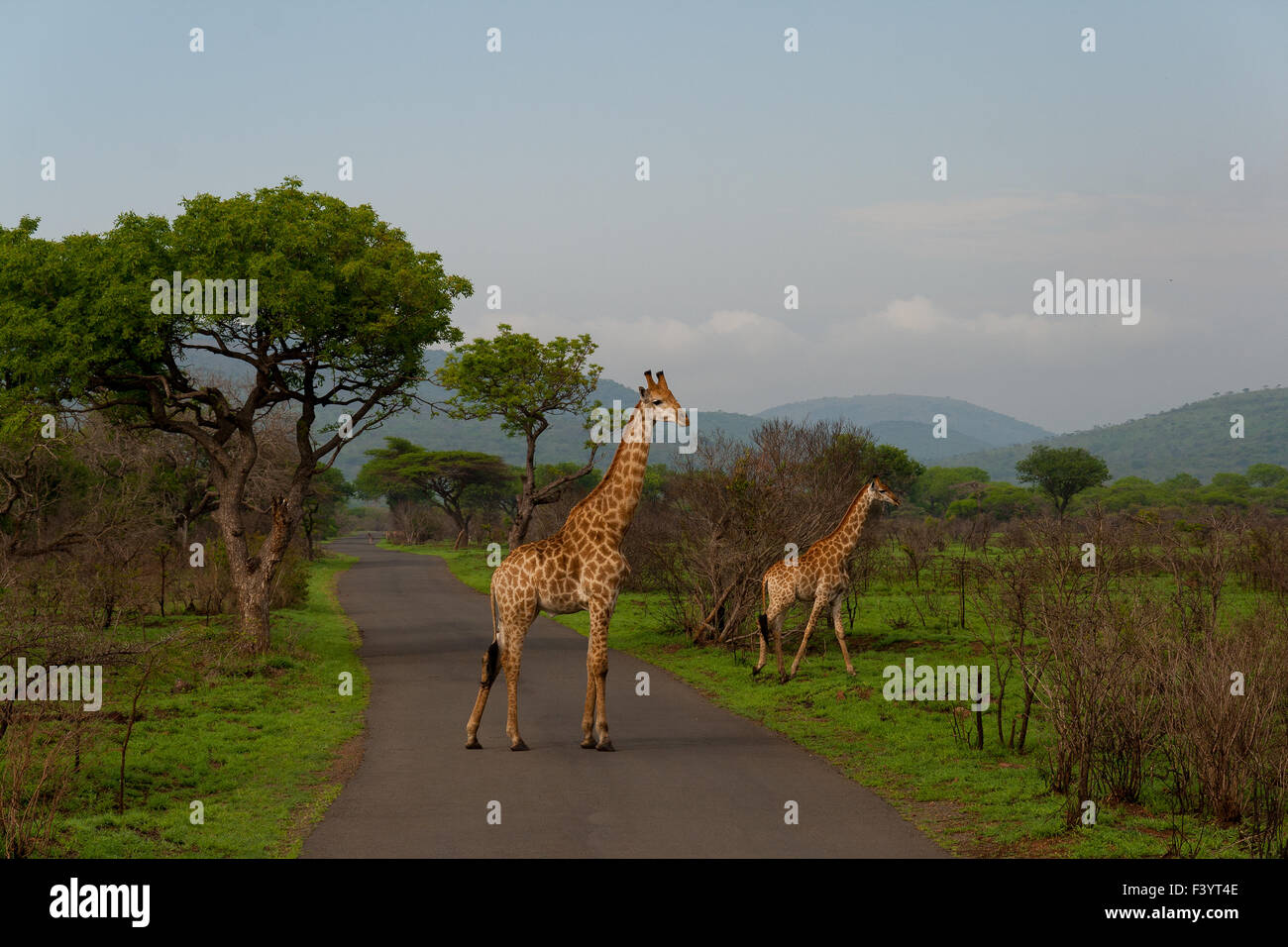 Green giraffes hi-res stock photography and images - Alamy
