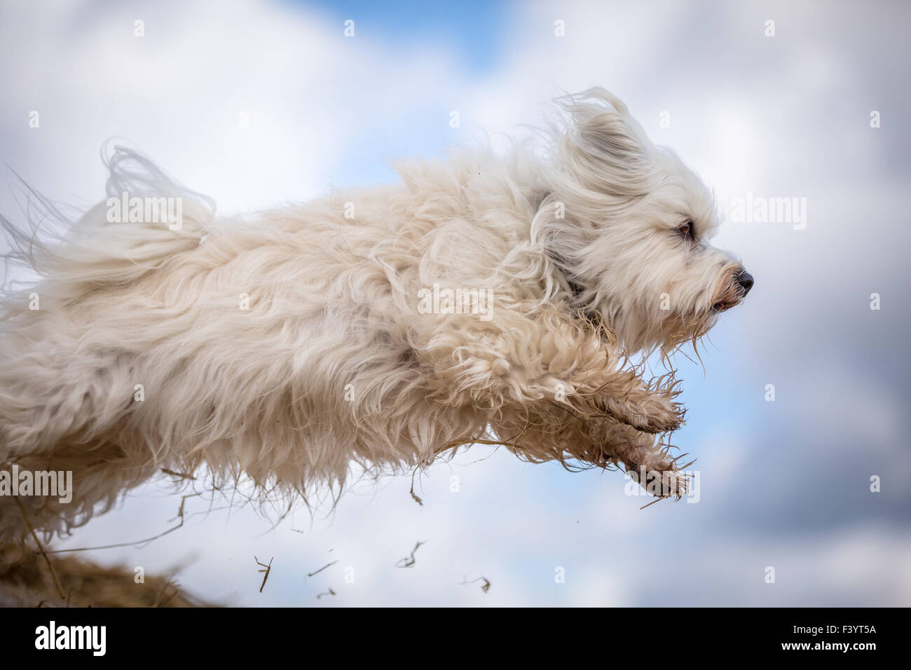 Jumping dog Stock Photo