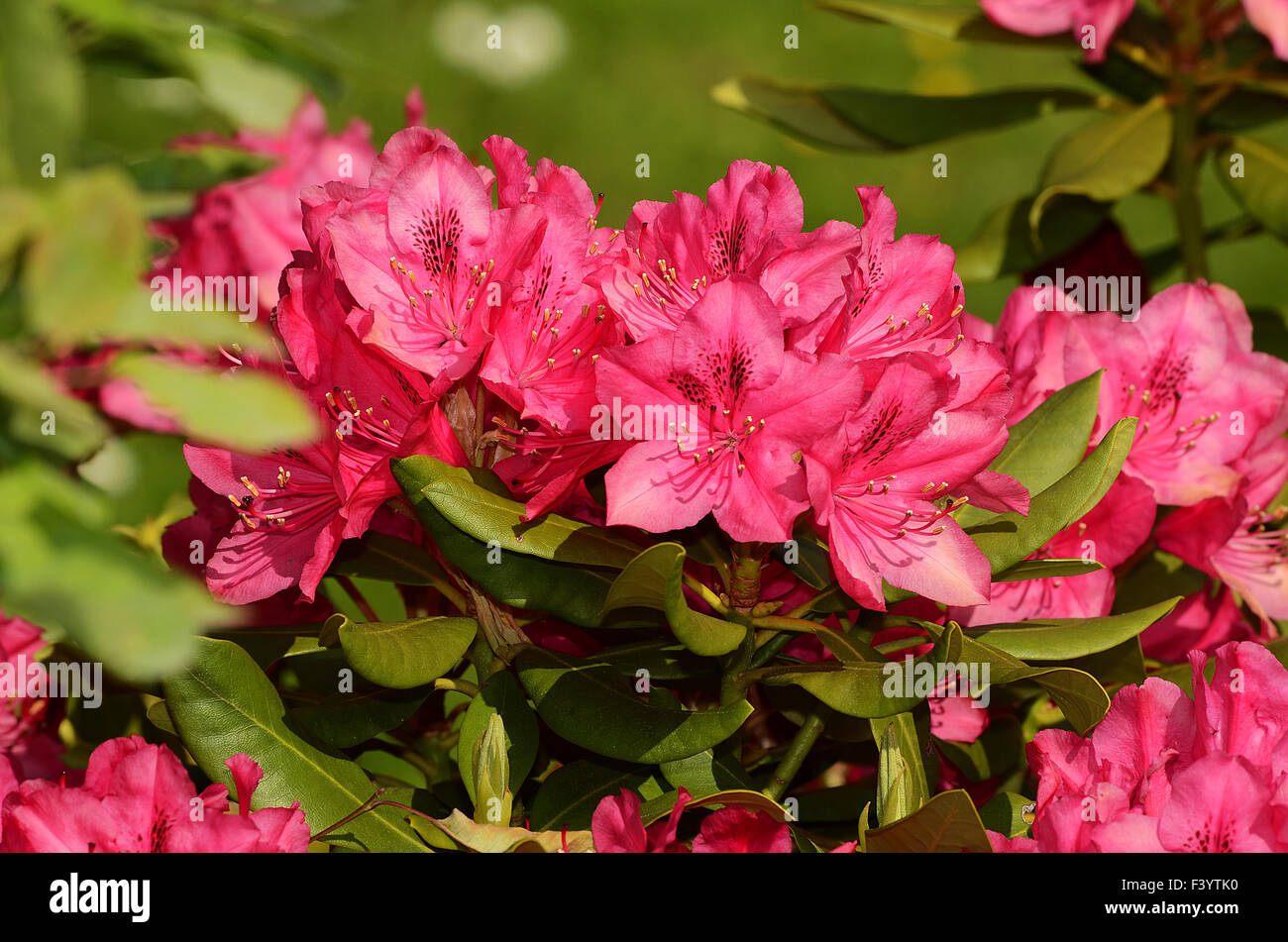 blossom rhododendron Stock Photo