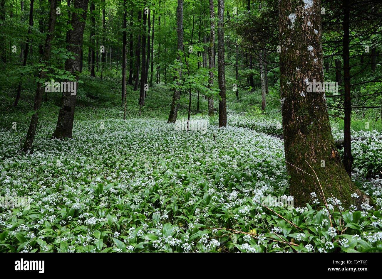 wild garlic in spring forest Stock Photo