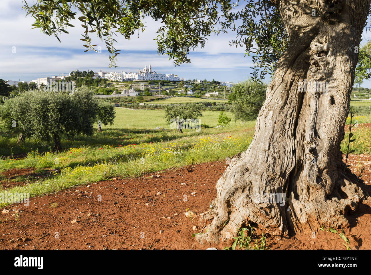 Old olive tree in front Locorotondo, Apulia Stock Photo