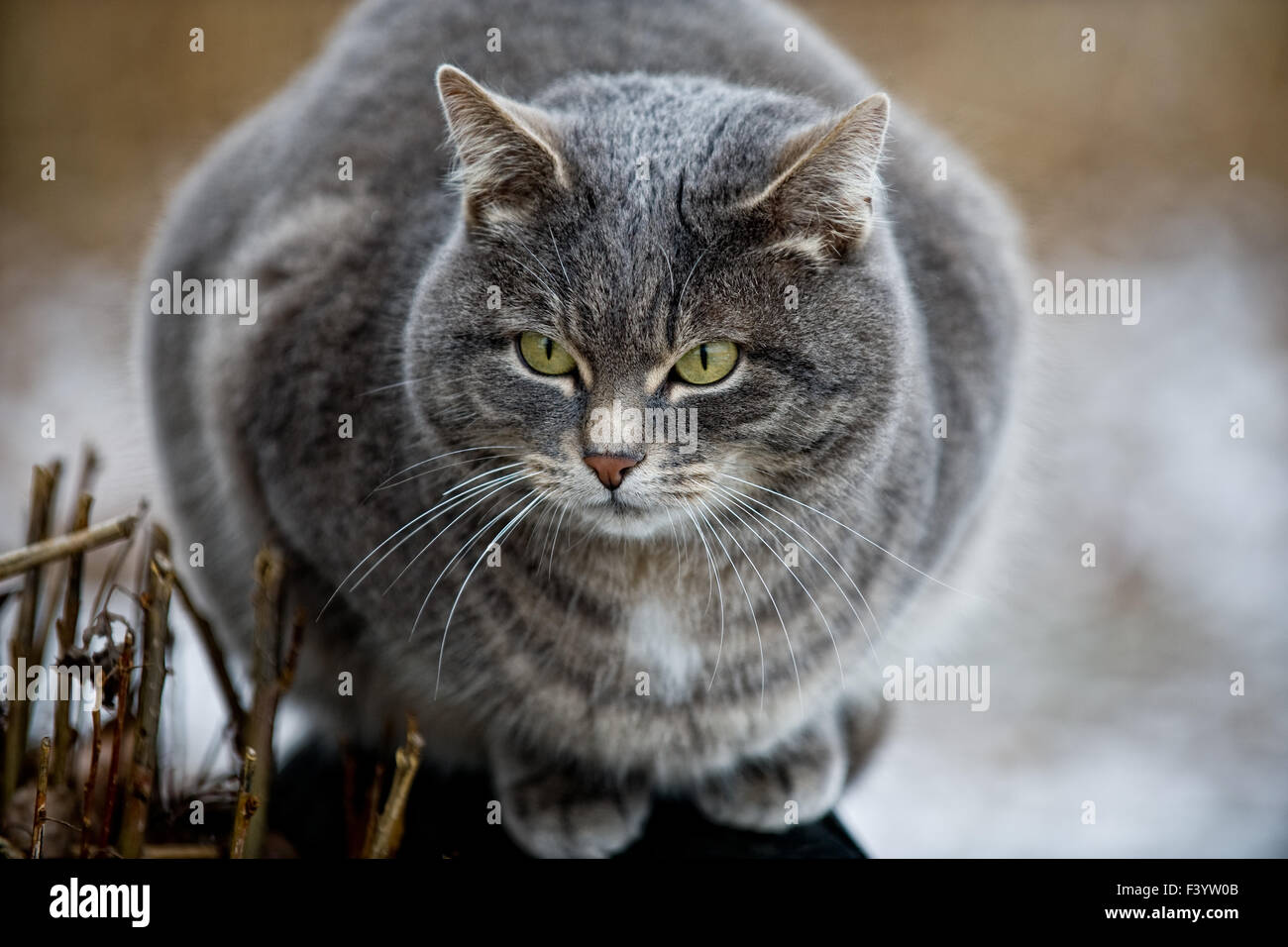 grey cat Stock Photo