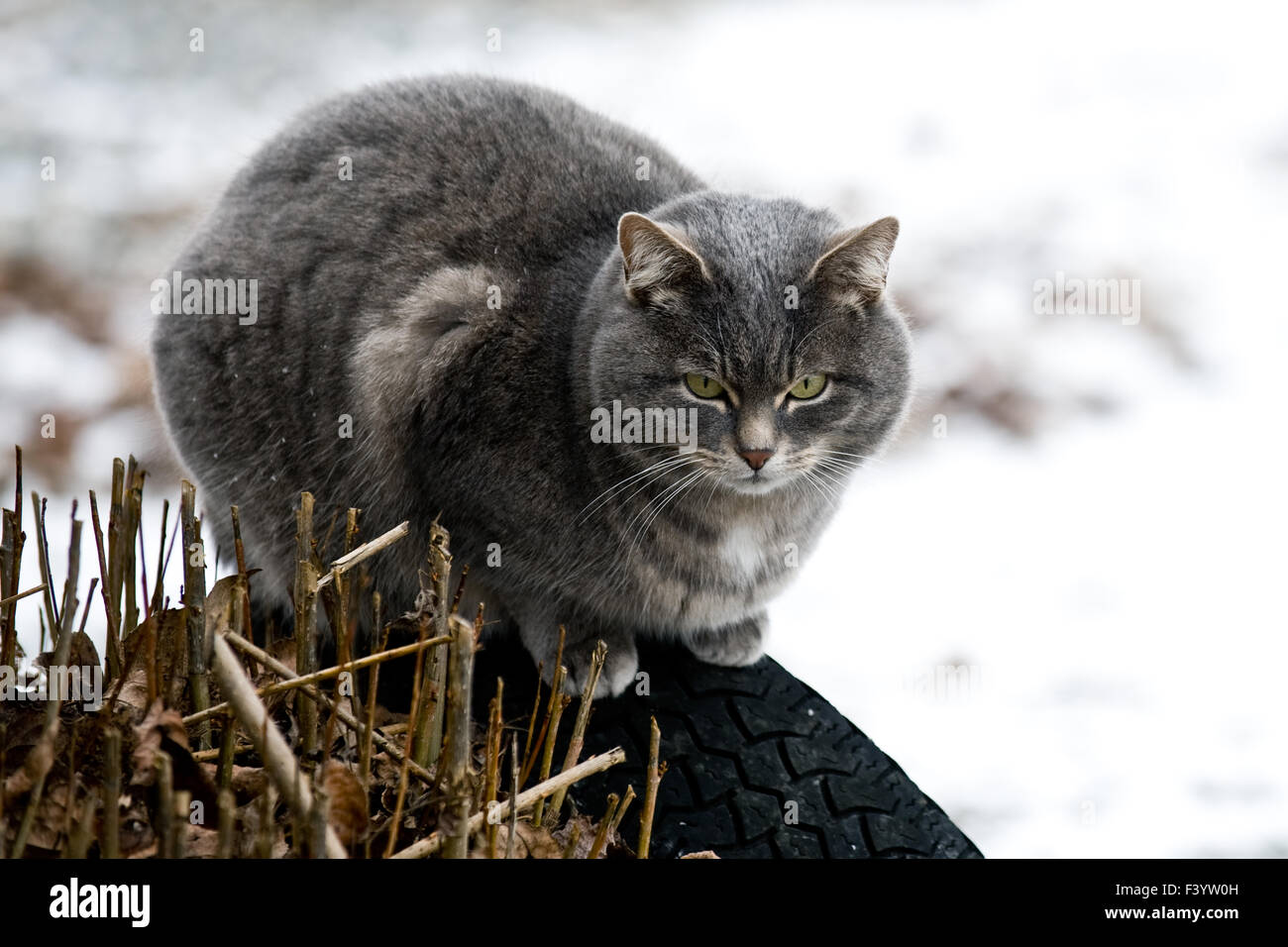 grey cat Stock Photo