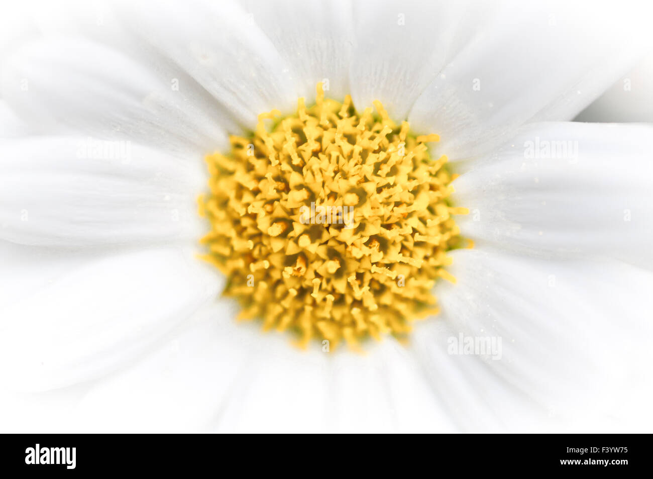 Daisy abstract background Stock Photo - Alamy