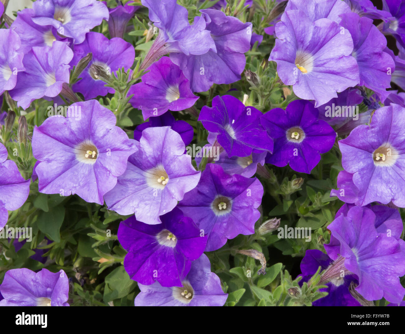 Purple petunias Stock Photo - Alamy