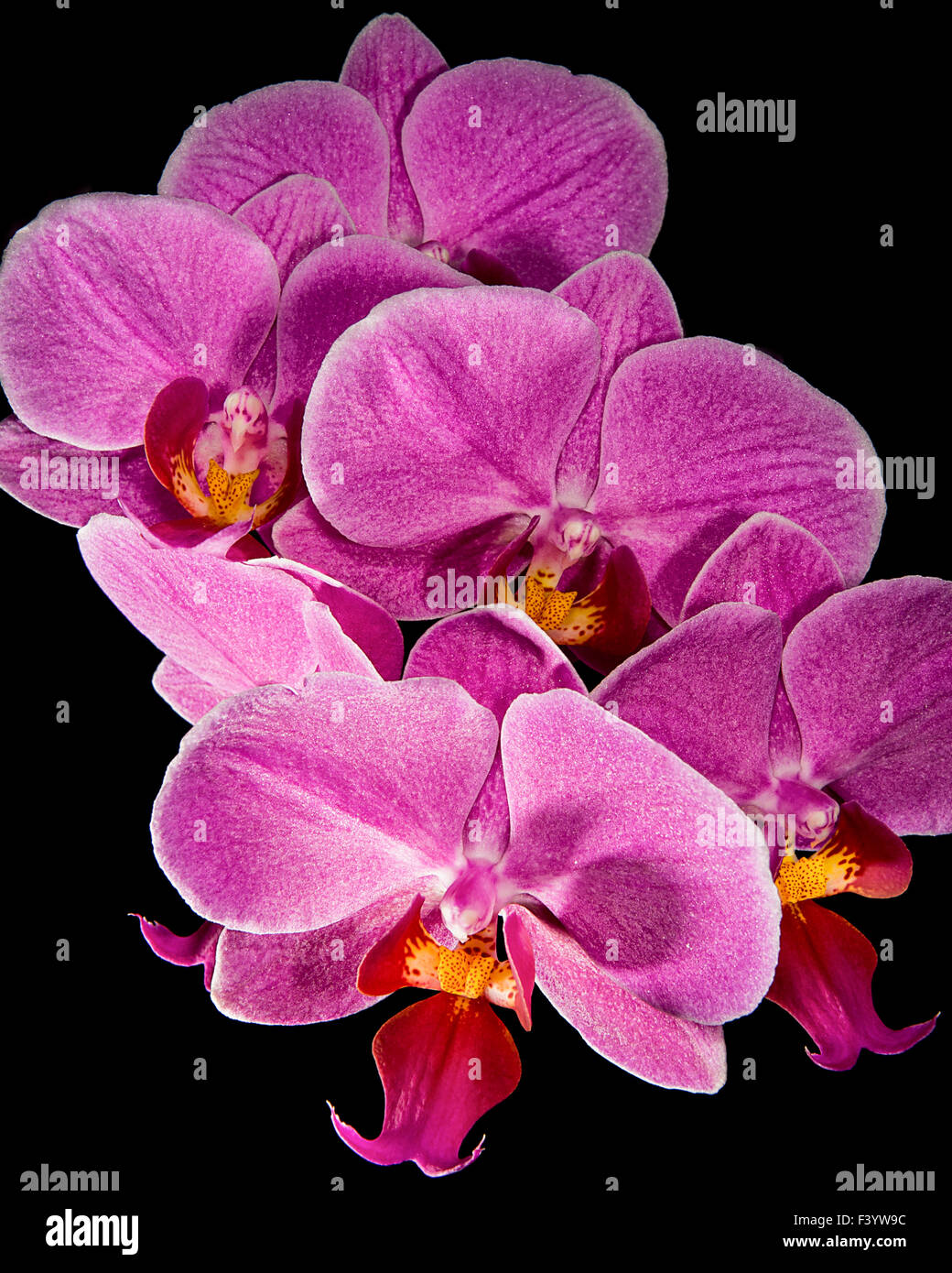 Phalenopsis orchids hi-res stock photography and images - Alamy