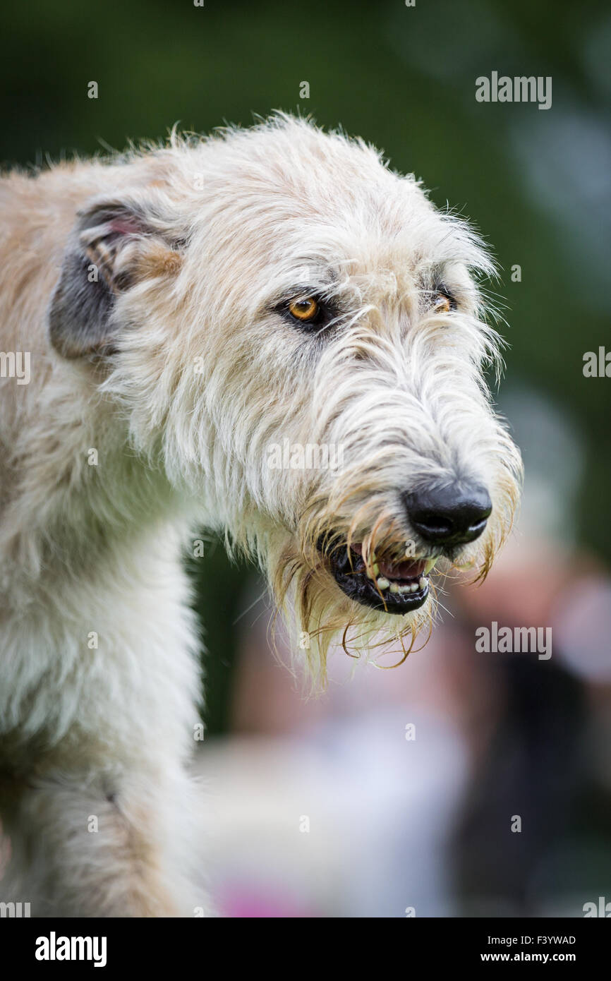 Light brown Irish Wolfhound Stock Photo Alamy