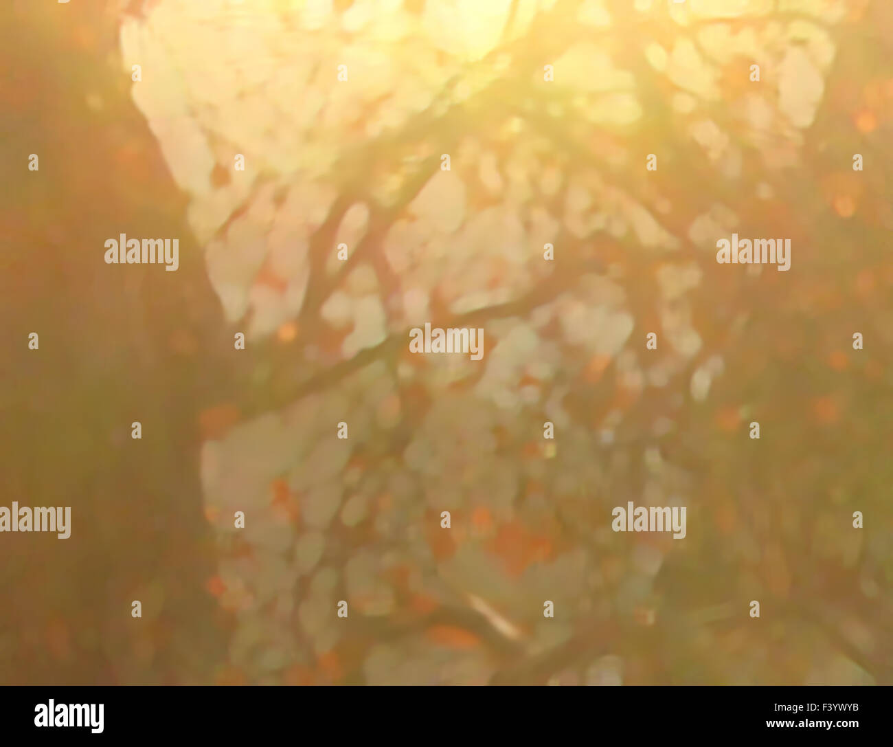 Backlit red leaves Stock Photo - Alamy