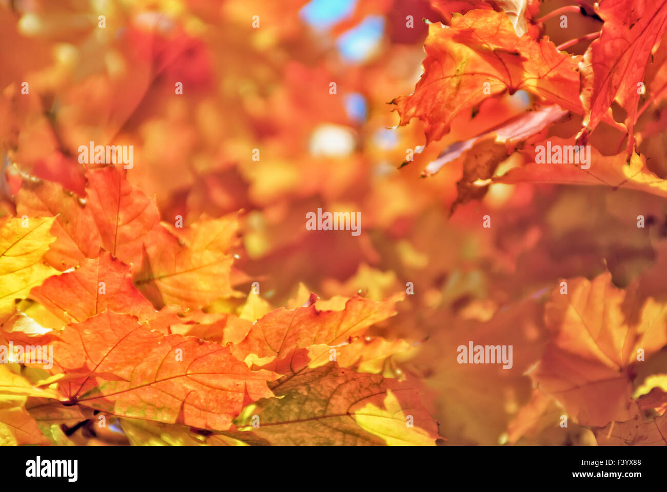 Maple leaves autumn background Stock Photo