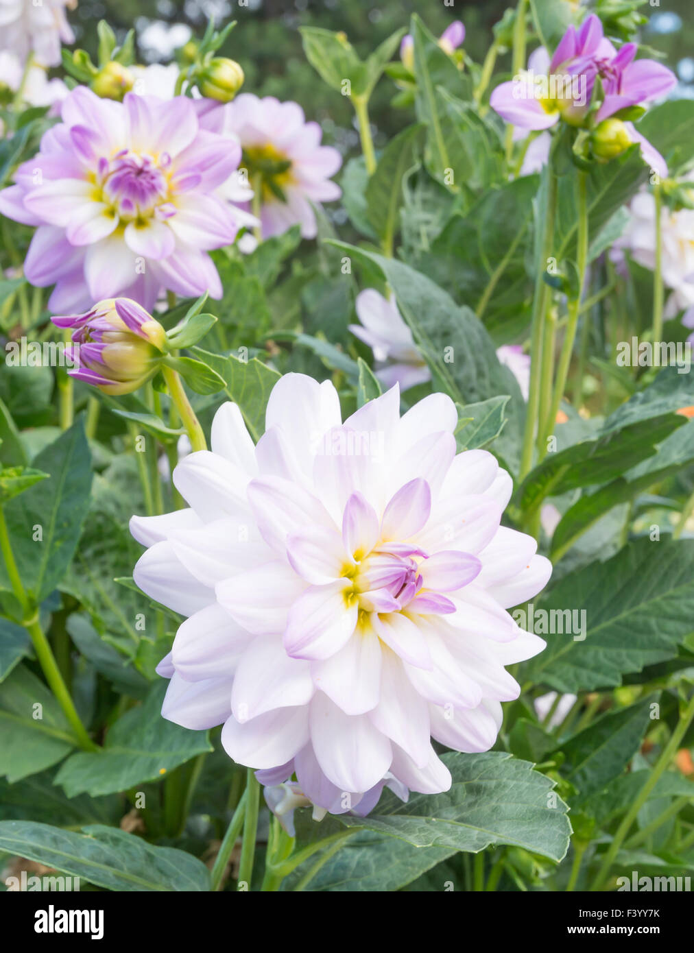 White dahlias hi-res stock photography and images - Alamy