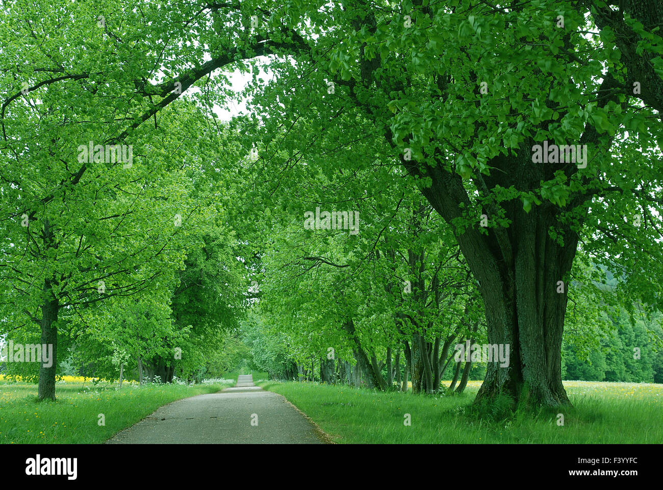 lime tree avenue Stock Photo