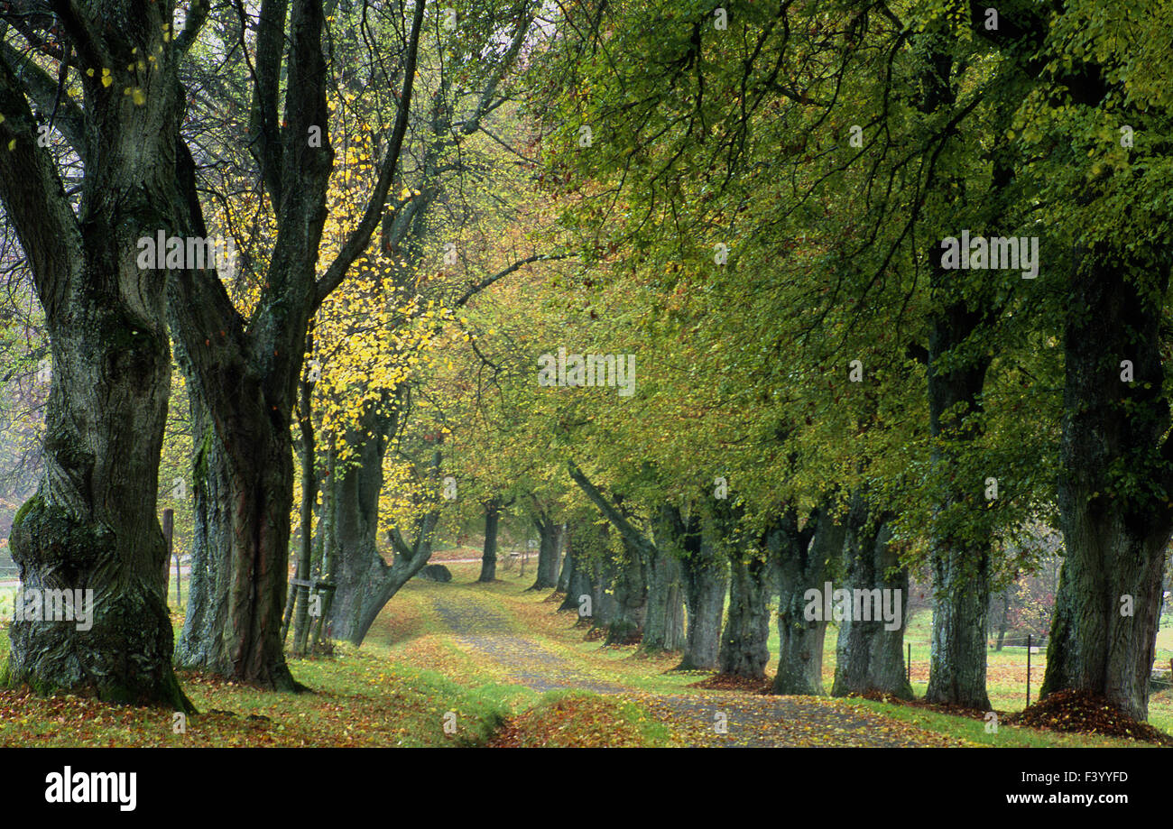lime tree avenue Stock Photo Alamy