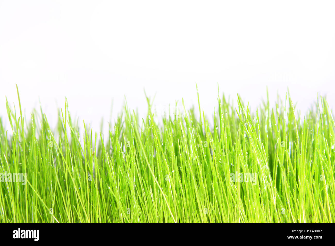 green grass with white background Stock Photo