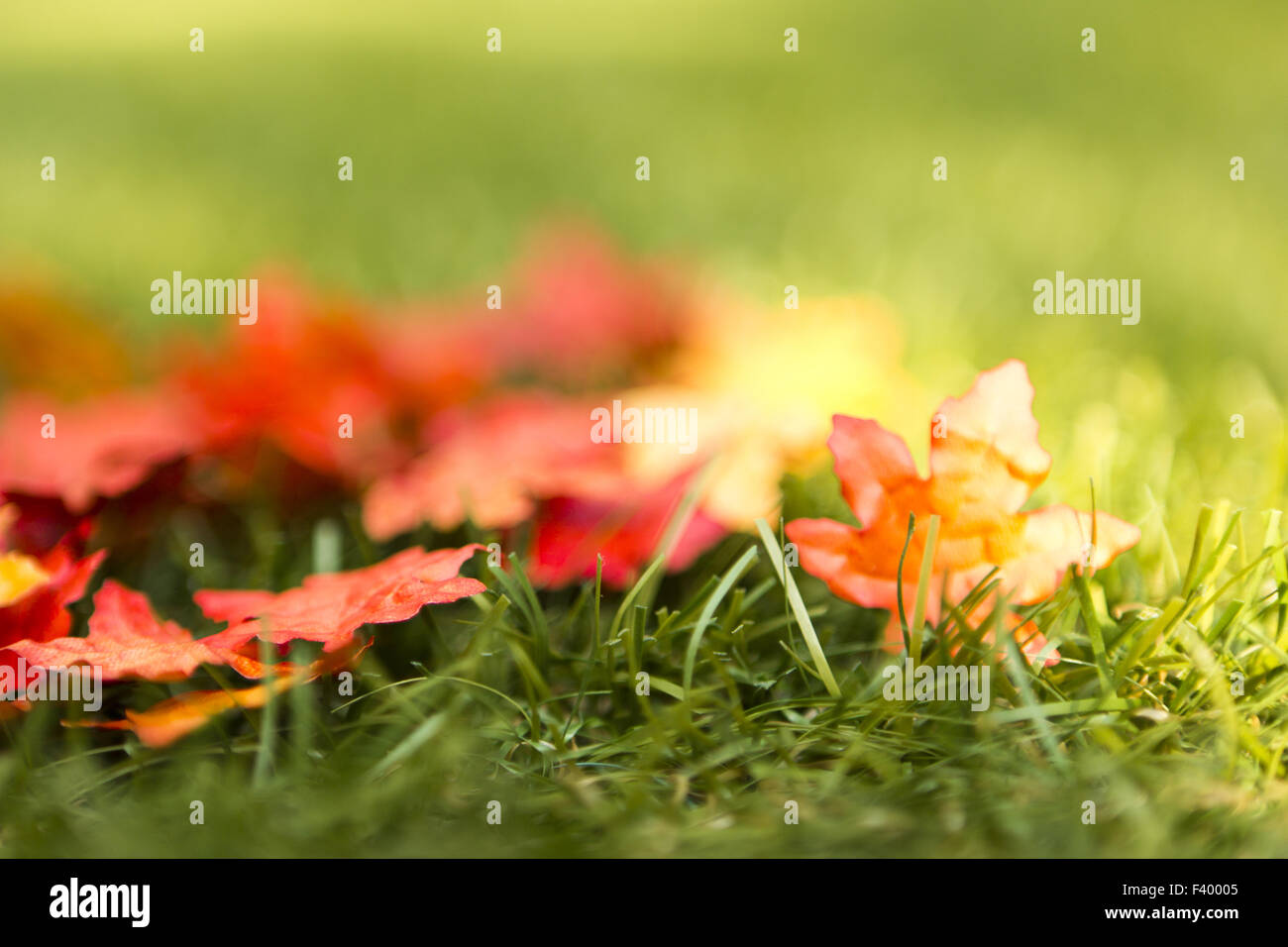 colorful leaves, autumn on a green meadow Stock Photo
